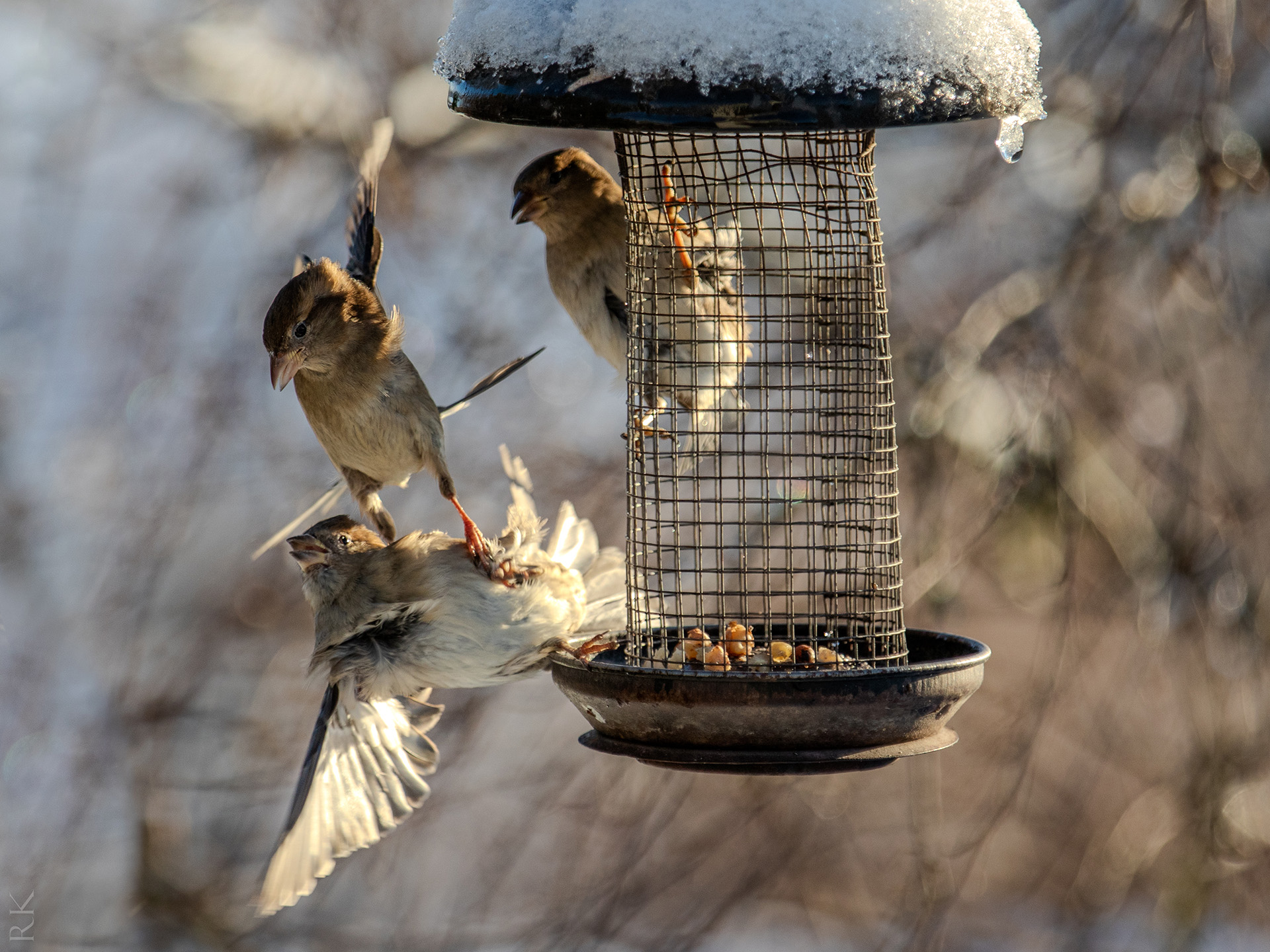 Killing with Kindness: The Problem with Feeding Wildlife — Raff Karva