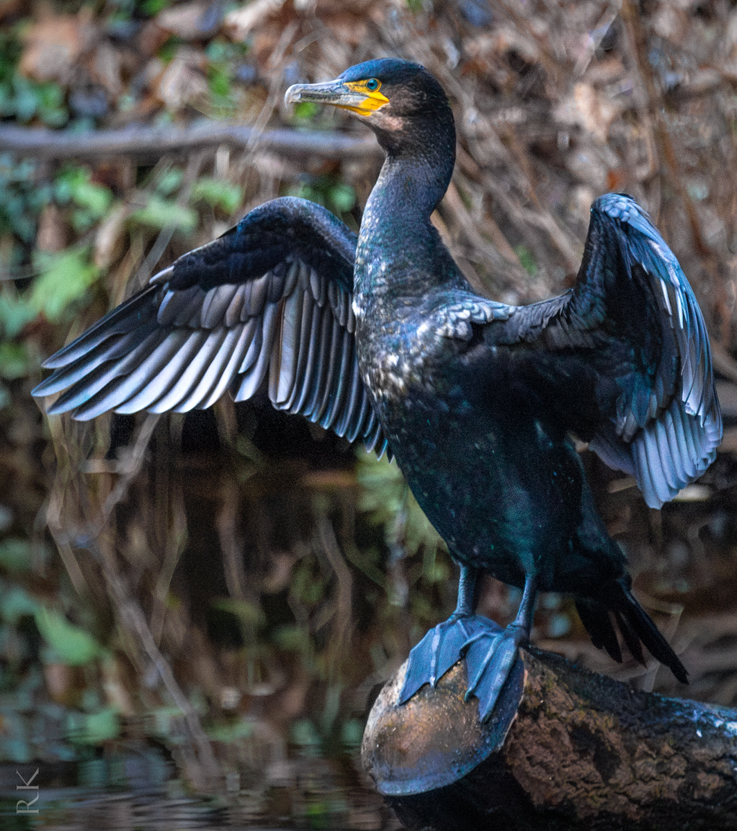 Cormorant, Leith, Edinburgh.