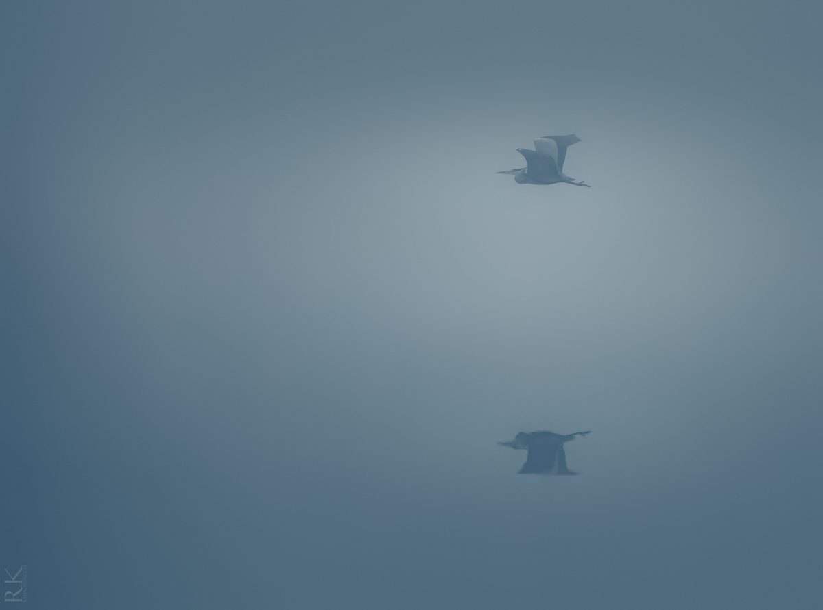 Heron, fog, sea, reflection. Thick haar settled over the Firth of Forth.