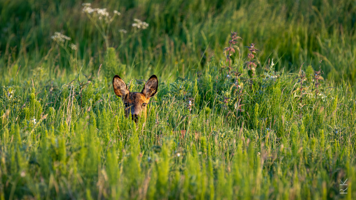 A deer peeking through tall grass in a lush, green meadow.