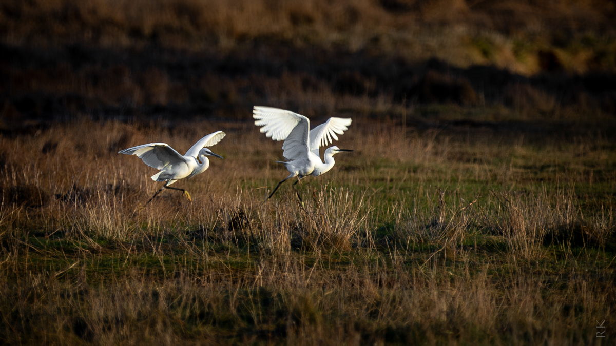 From the Garden Gate to the Glen