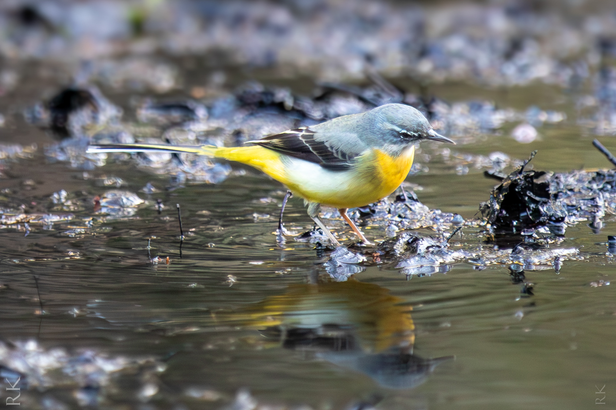 A wagtail looking down into a puddle of water, reflected in the surface.