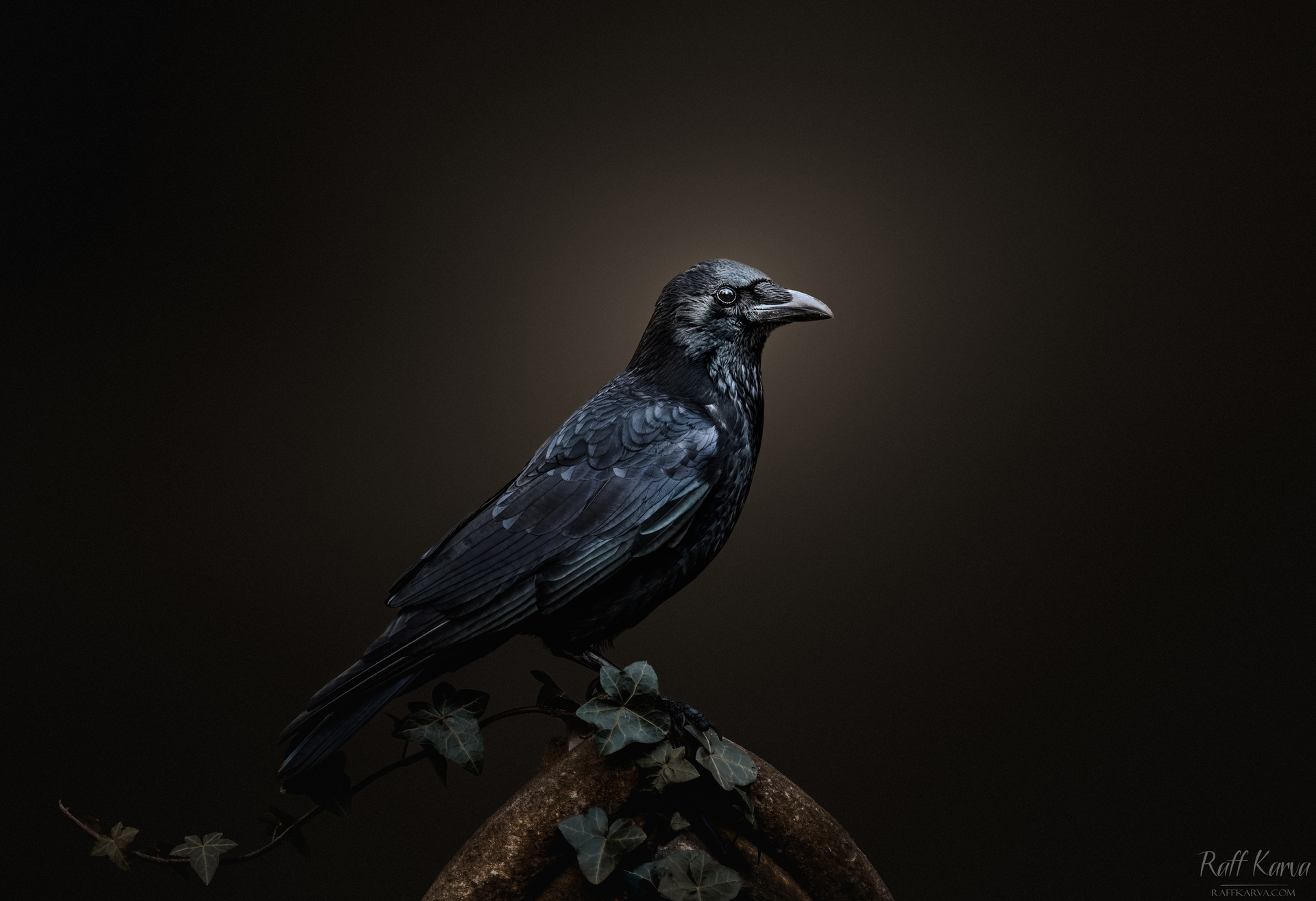 Crow by Raff Karva Photography