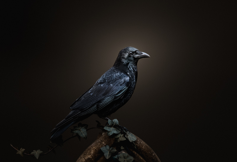 A crow perched on an ivy-covered post against a dark background, looking directly at the camera — Raff Karva Photography
