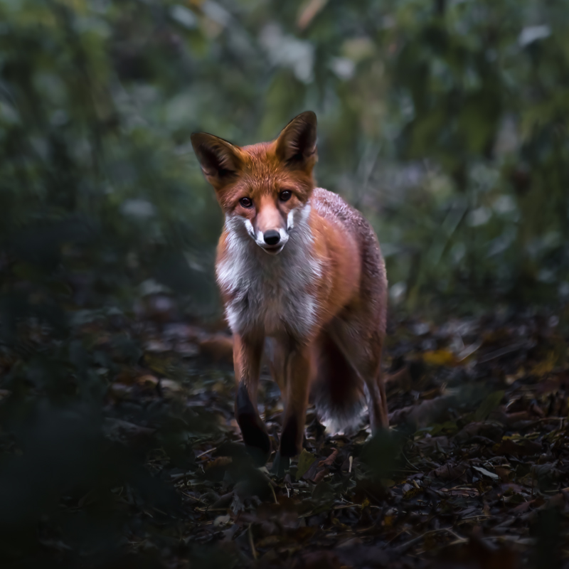 A red fox walking directly toward the camera along a woodland path, making eye contact — Raff Karva Photography
