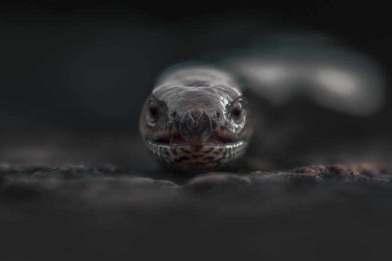 Close macro portrait of a grass snake facing the camera head-on, resting on dark stone — Raff Karva Photography
