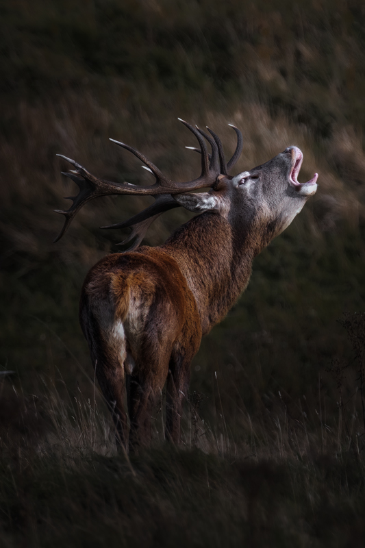 A red stag bellowing in open country during the autumn rut — Raff Karva Photography