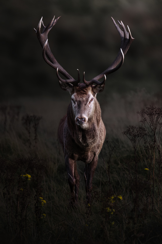 Close portrait of a red stag, antlers prominent against a soft background — Raff Karva Photography