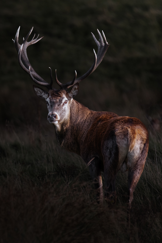 A red stag standing at rest in an autumnal Highland landscape — Raff Karva Photography