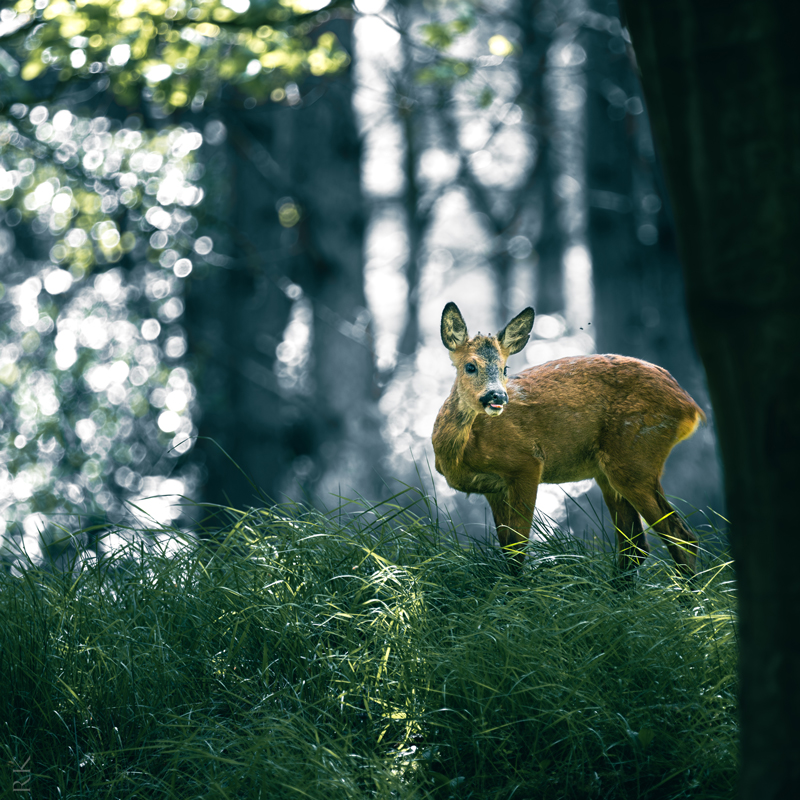 A young roe deer standing alert in dappled woodland light, surrounded by glowing bokeh — Raff Karva Photography