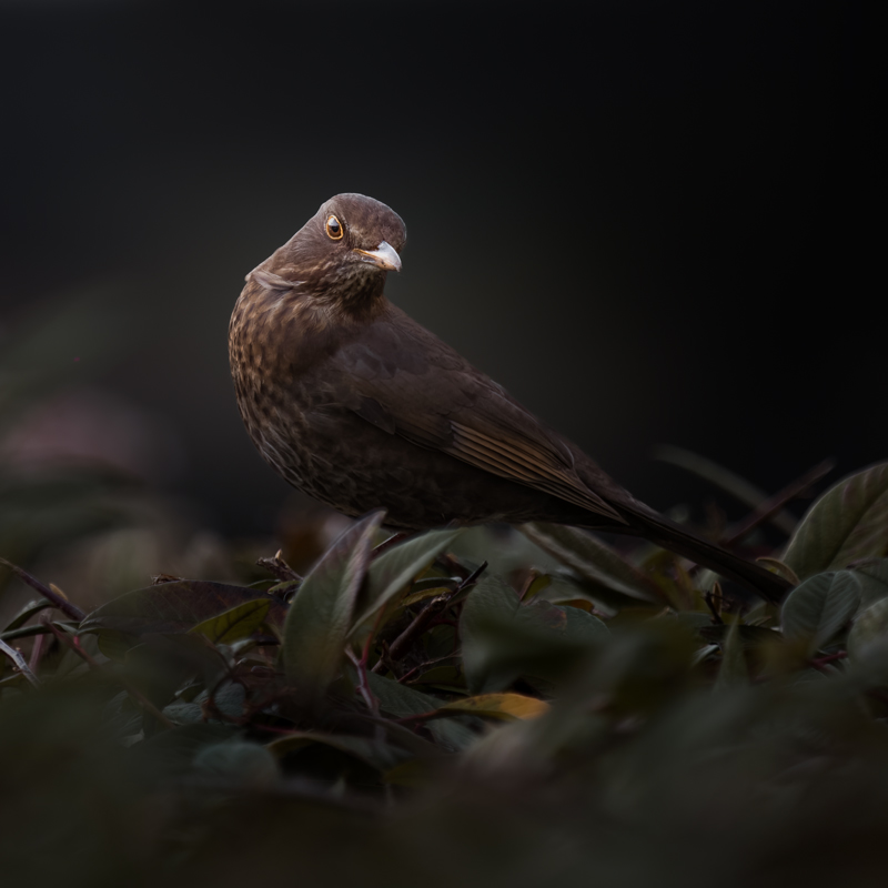 A female blackbird perched on dark foliage, her amber eye catching the light — Raff Karva Photography