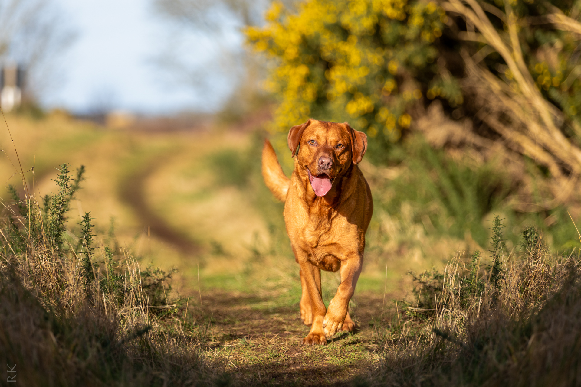 Pet photography Edinburgh — Raff Karva