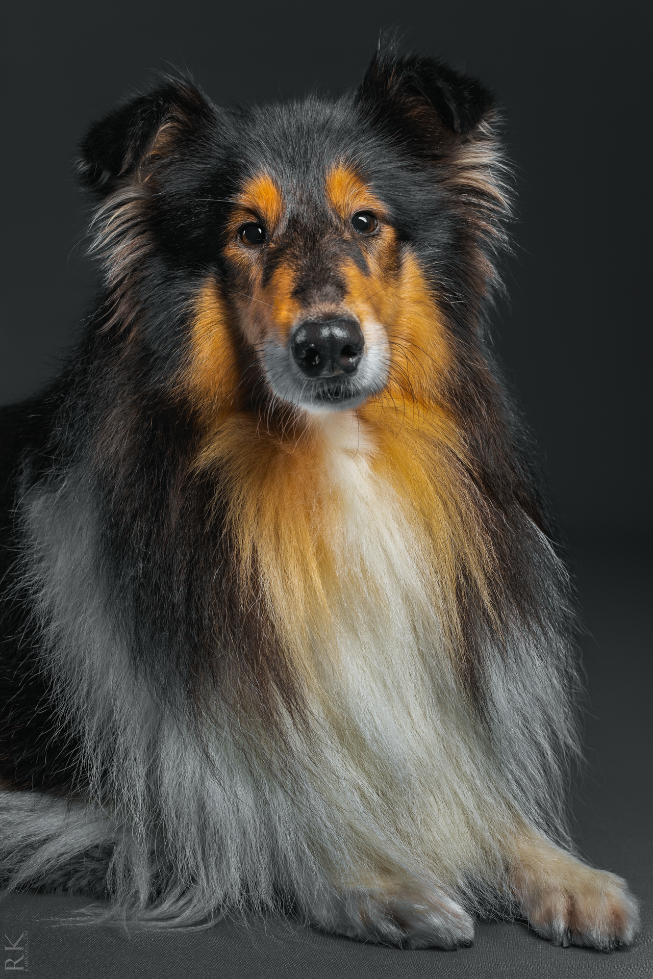 Pet Photography Edinburgh — Raff Karva Photography