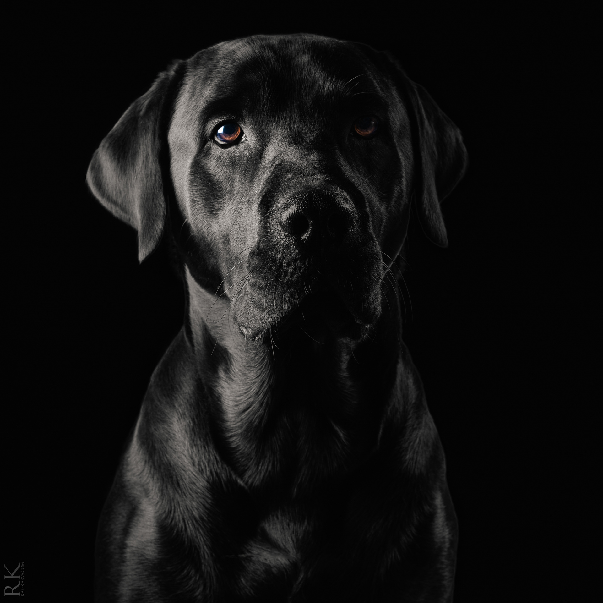 Pet Photography Edinburgh — Raff Karva Photography