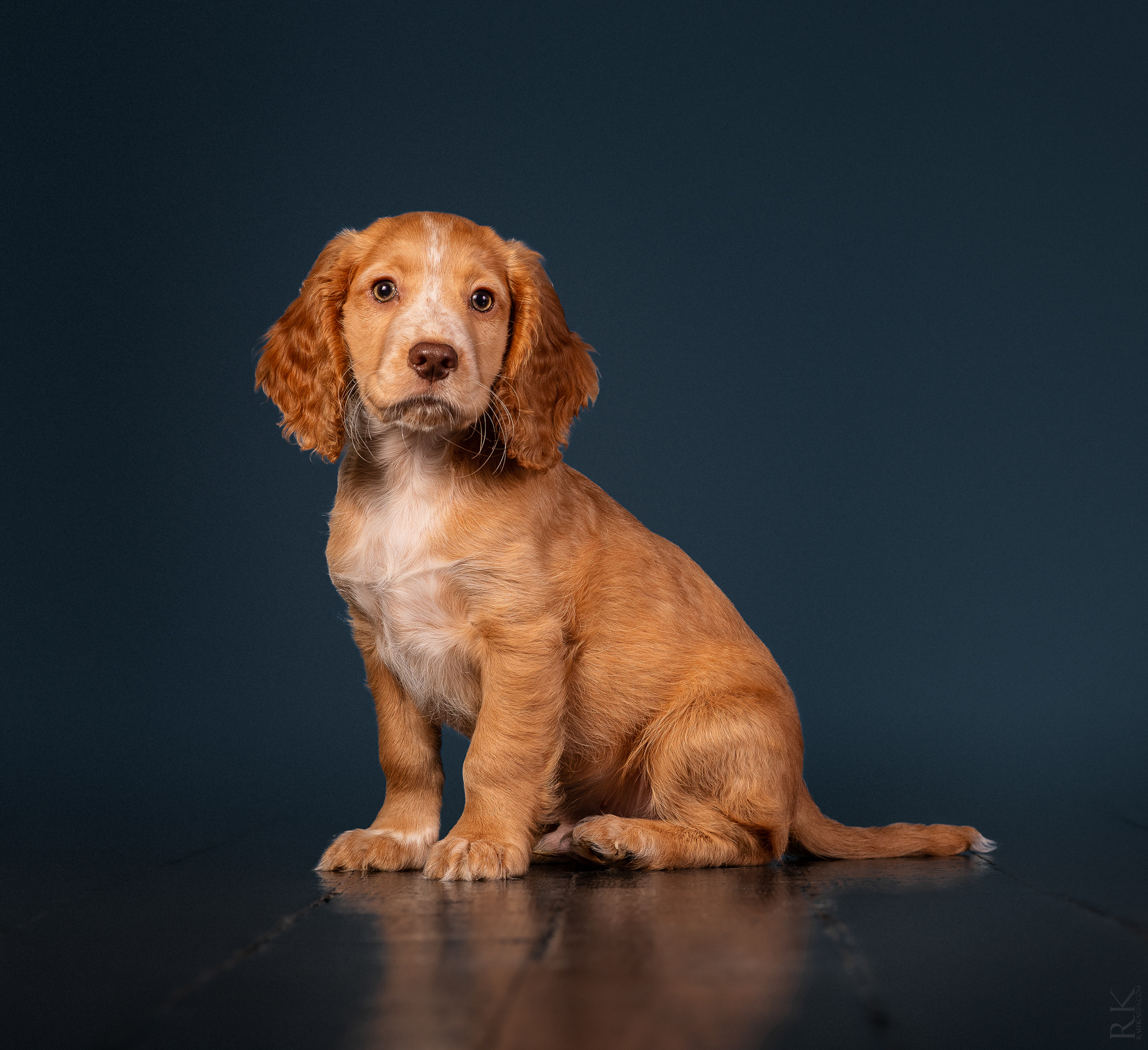 Pet Photography Edinburgh — Raff Karva Photography