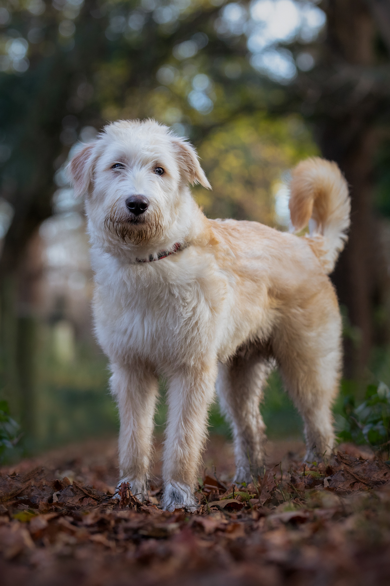 Pet Photography Edinburgh — Raff Karva Photography