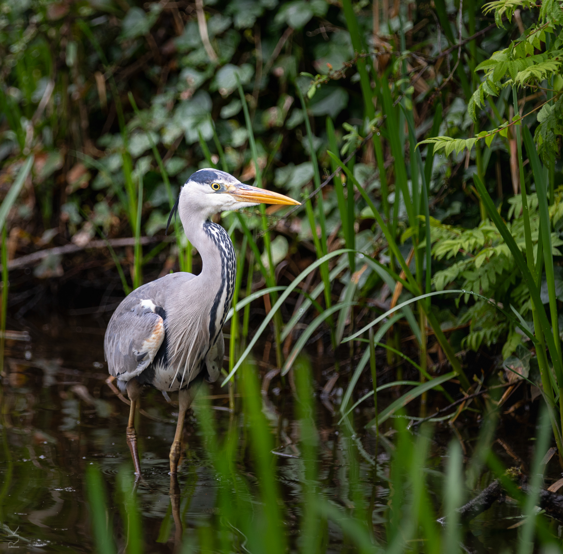 Wildlife Photography Scotland — Raff Karva Photography
